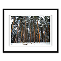 Pine Forest Framed Print